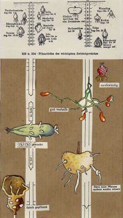 Pflanztiefen-web